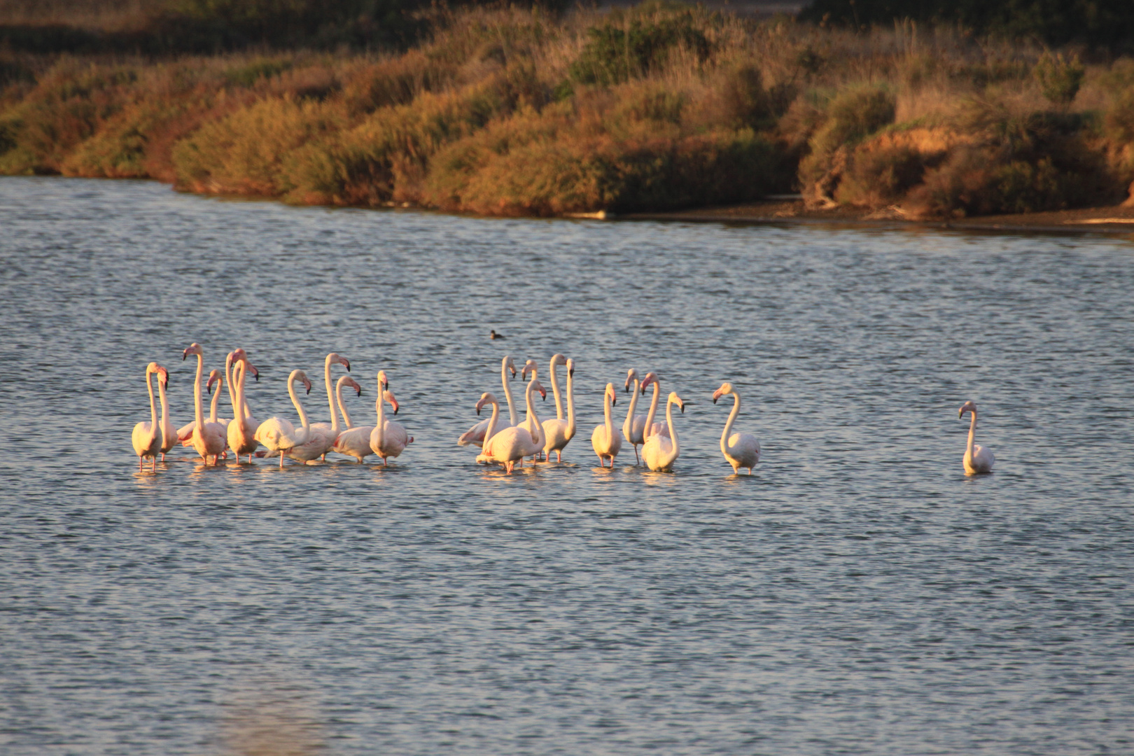 Flamands roses