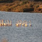 Flamands roses