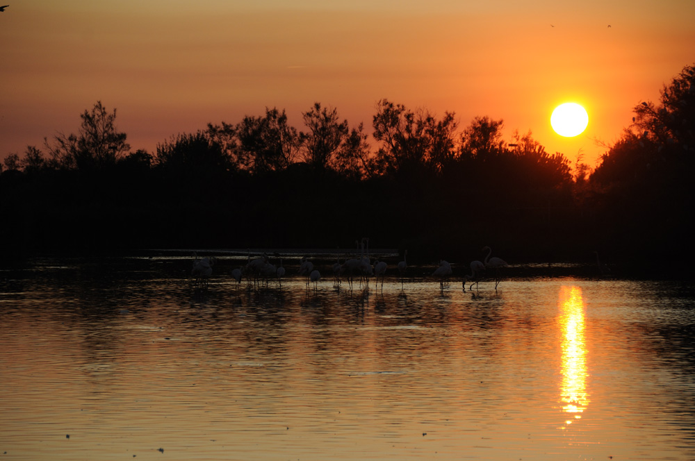 Flamands roses coucher de Soleil 1