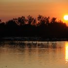 Flamands roses coucher de Soleil 1