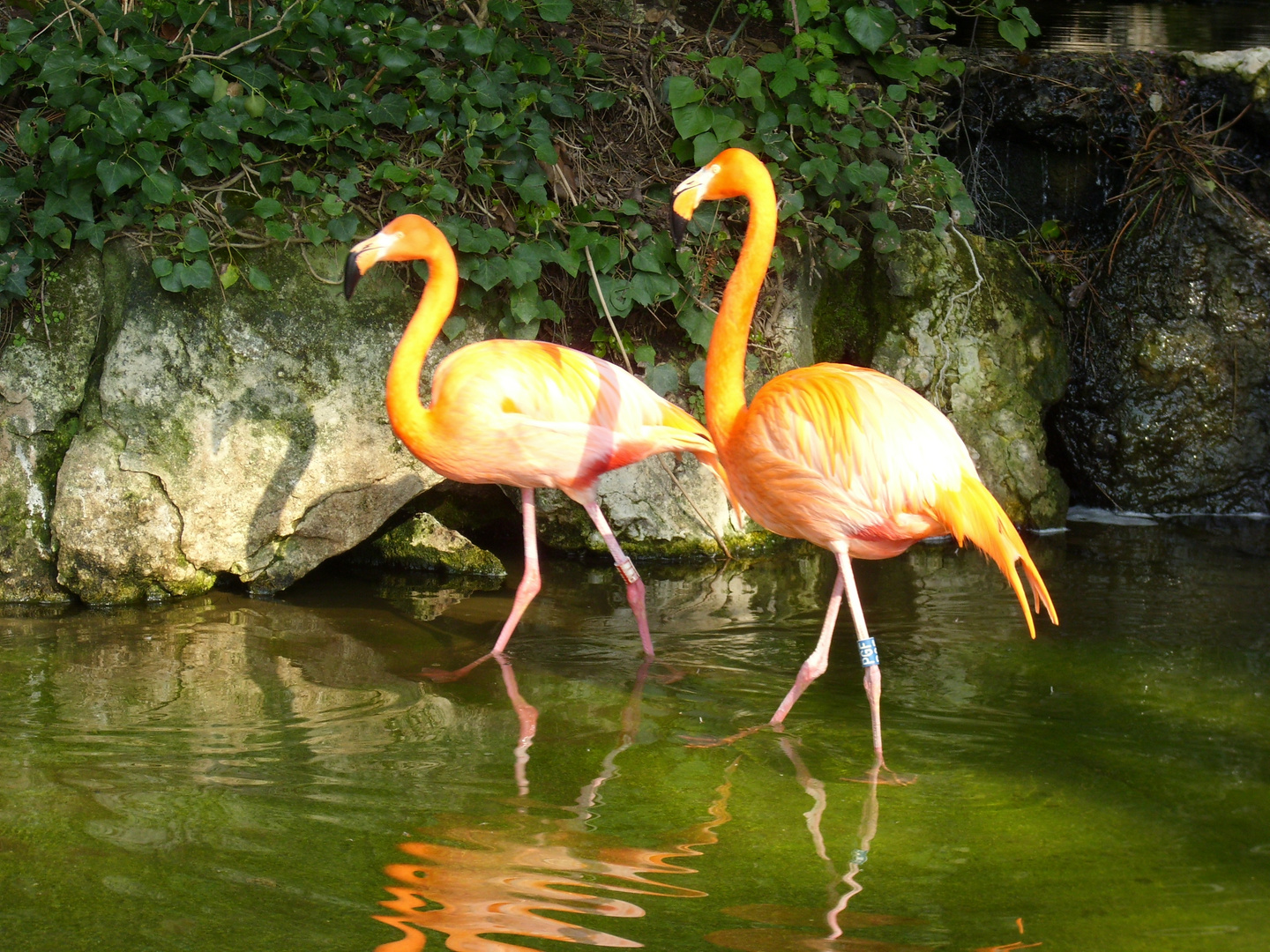 Flamands roses