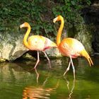 Flamands roses