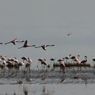 Flamands roses.