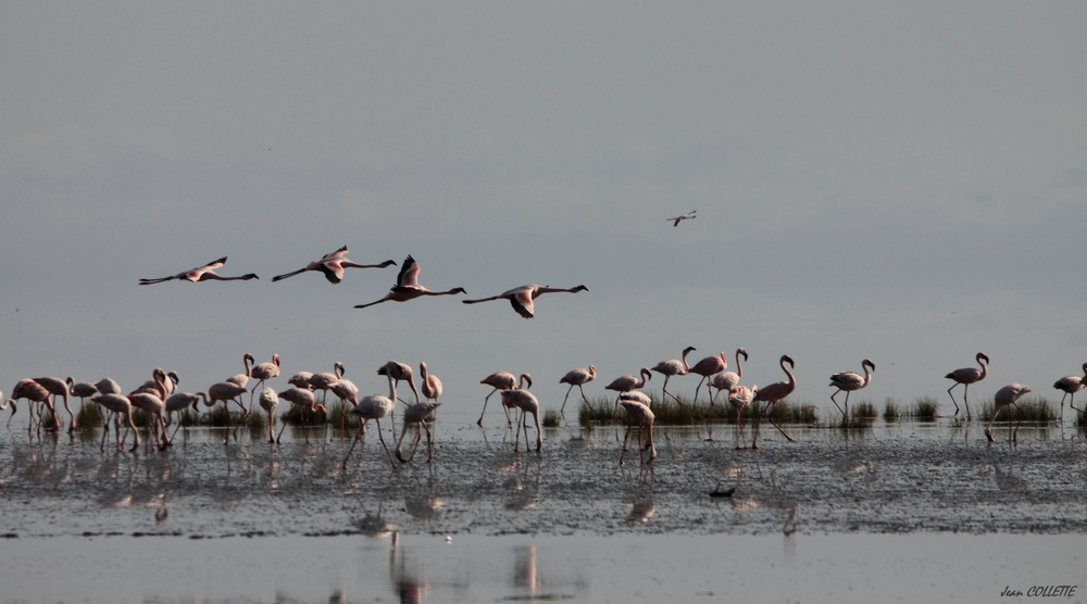 Flamands roses.