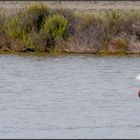 Flamands roses