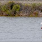 Flamands roses