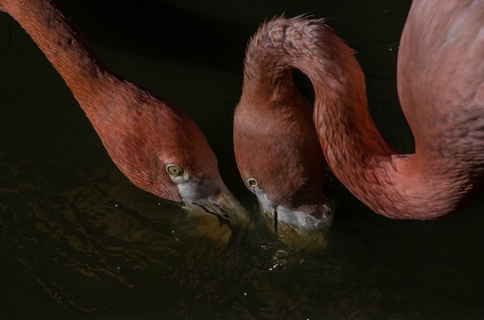 flamands roses - parc aux oiseaux Villars les Dombes