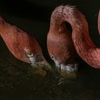 flamands roses - parc aux oiseaux Villars les Dombes