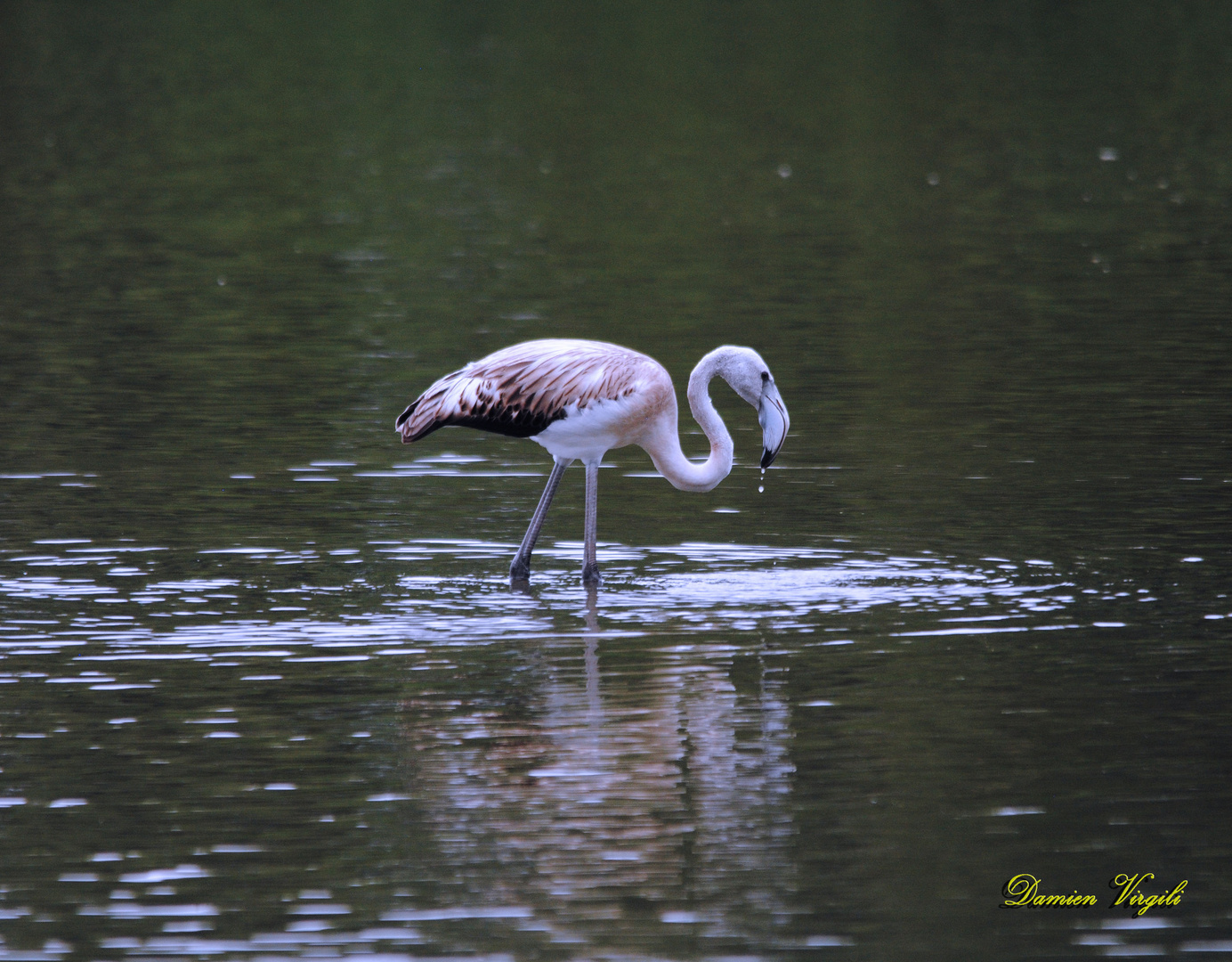 Flamant juvénile