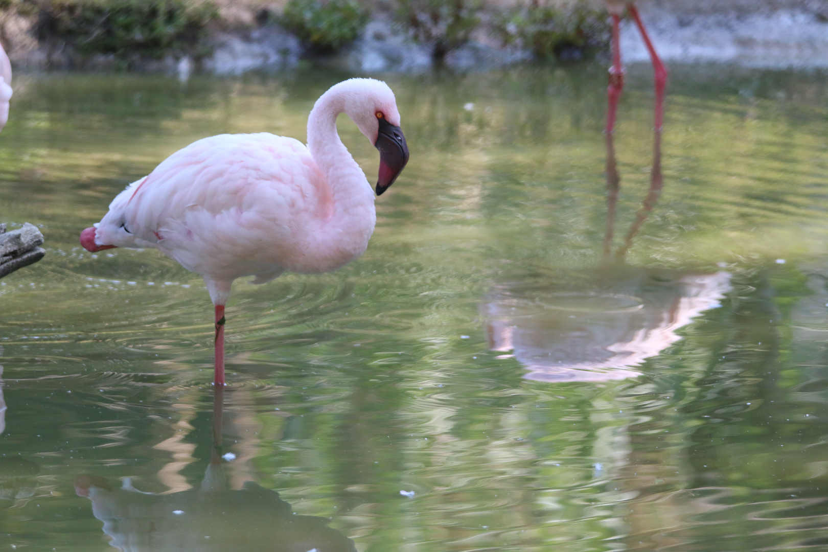 Flamant nain au repos