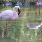 Flamant nain au repos