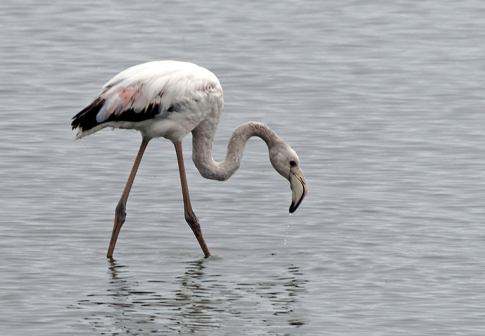 Flamant rose