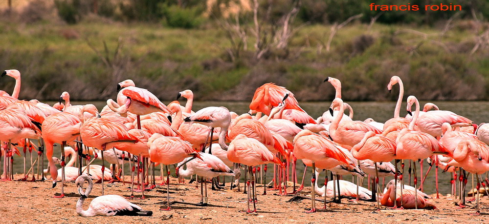 flamant rose