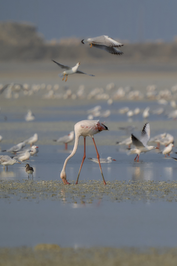 Flamant rose