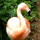 flamant rose 1