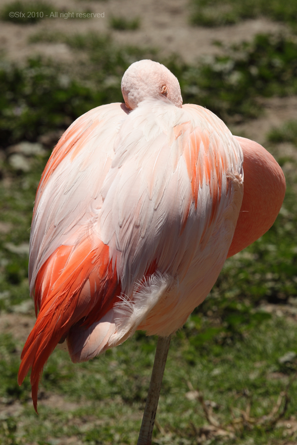 ...Flamant Rose...