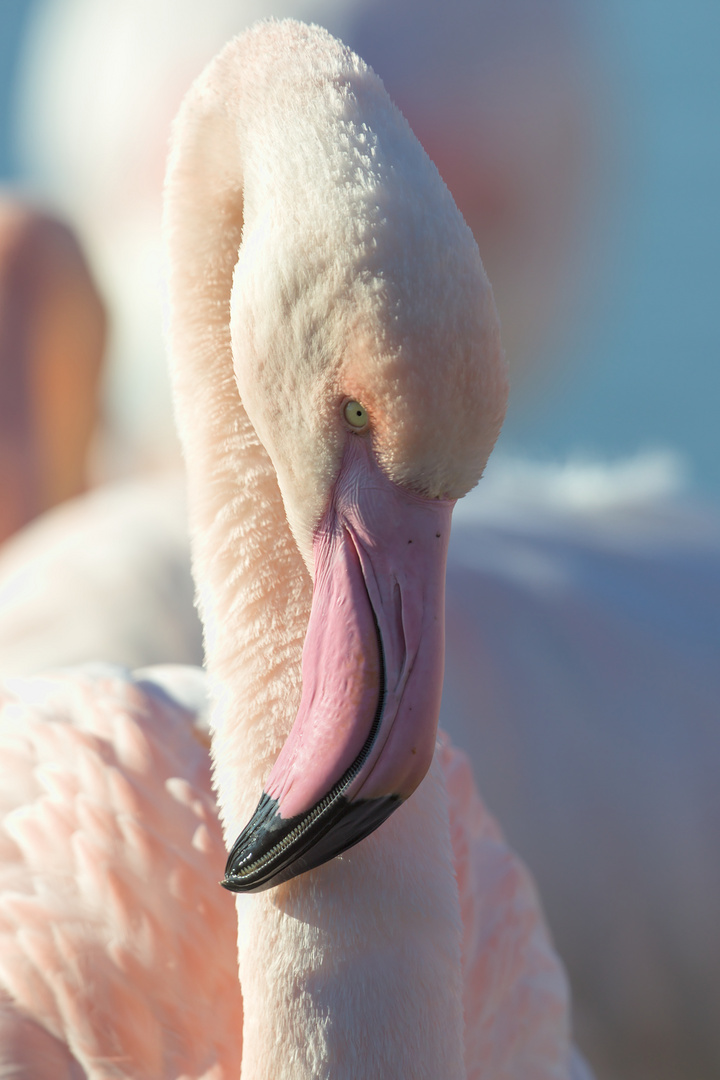 Flamant rose