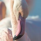 Flamant rose