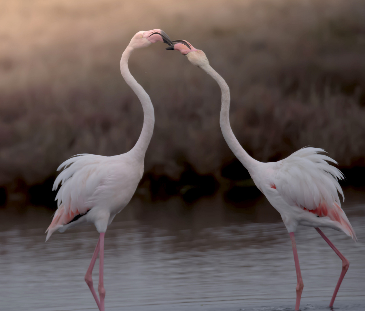 Flamant rose