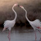 Flamant rose