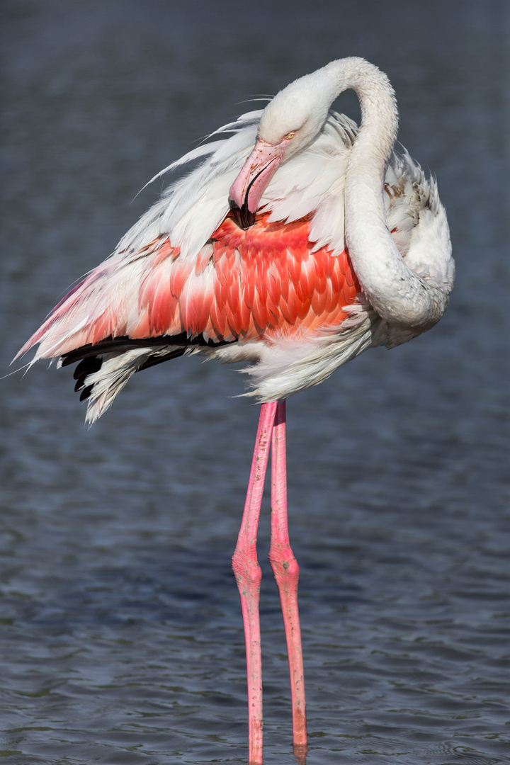 Flamant rose