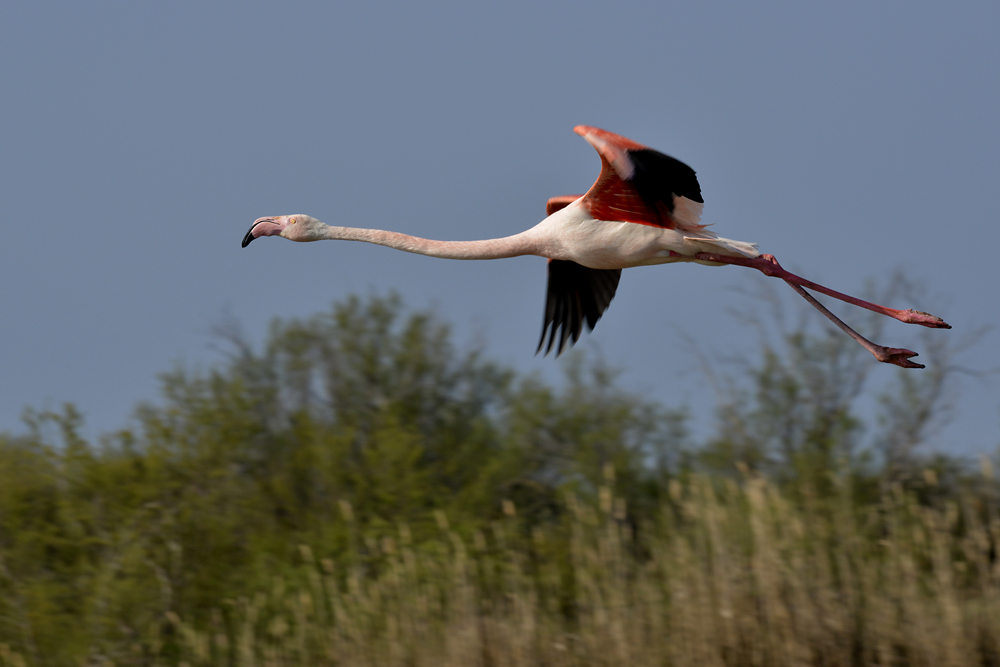 Flamant Rose 2