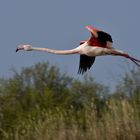 Flamant Rose 2