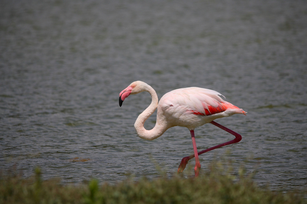 flamant rose 2