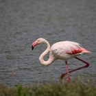 flamant rose 2