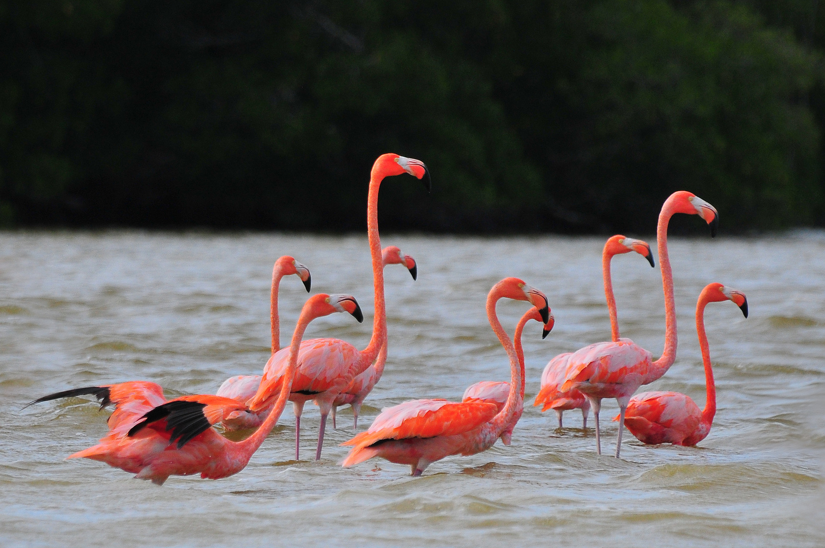 Flamant Rose