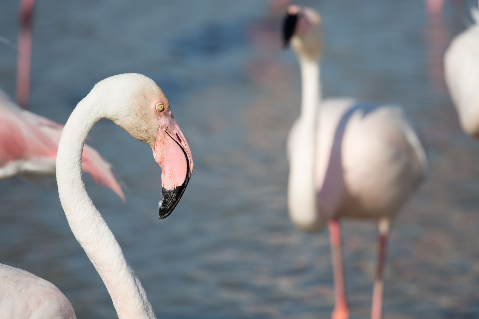 Flamant rose