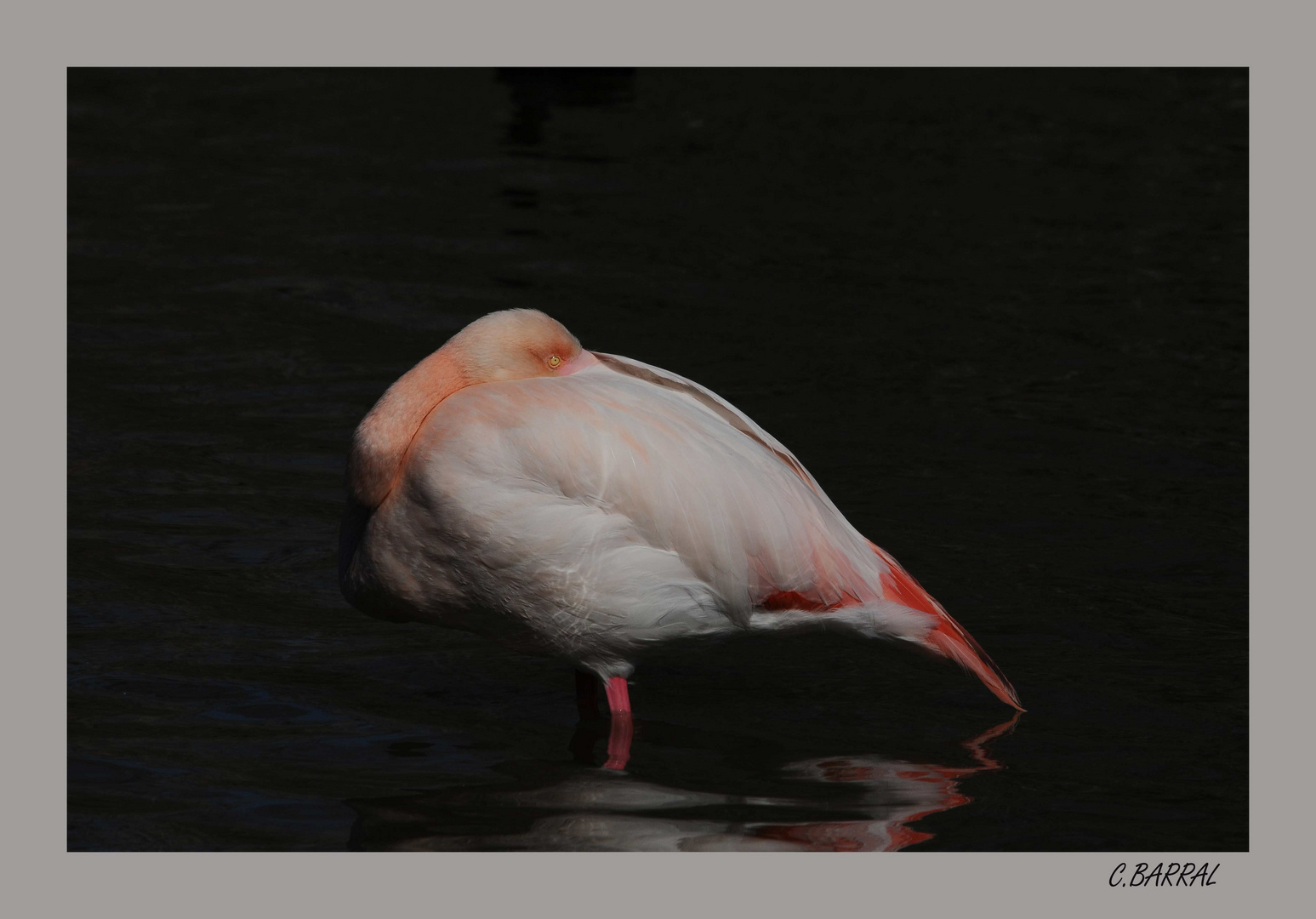 Flamant-rose