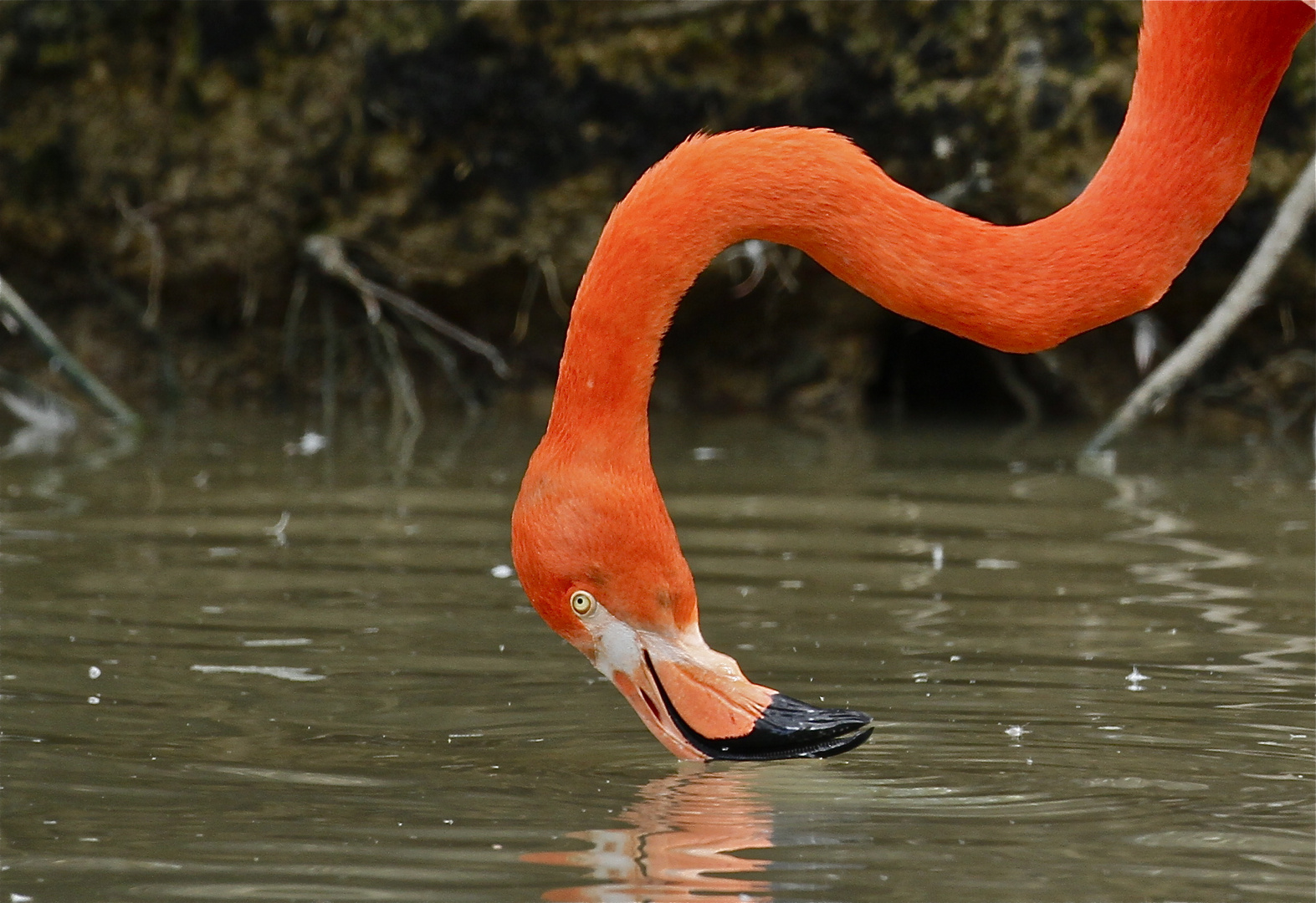 Flamant rose...