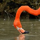 Flamant rose...