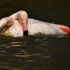 Flamant rose 3