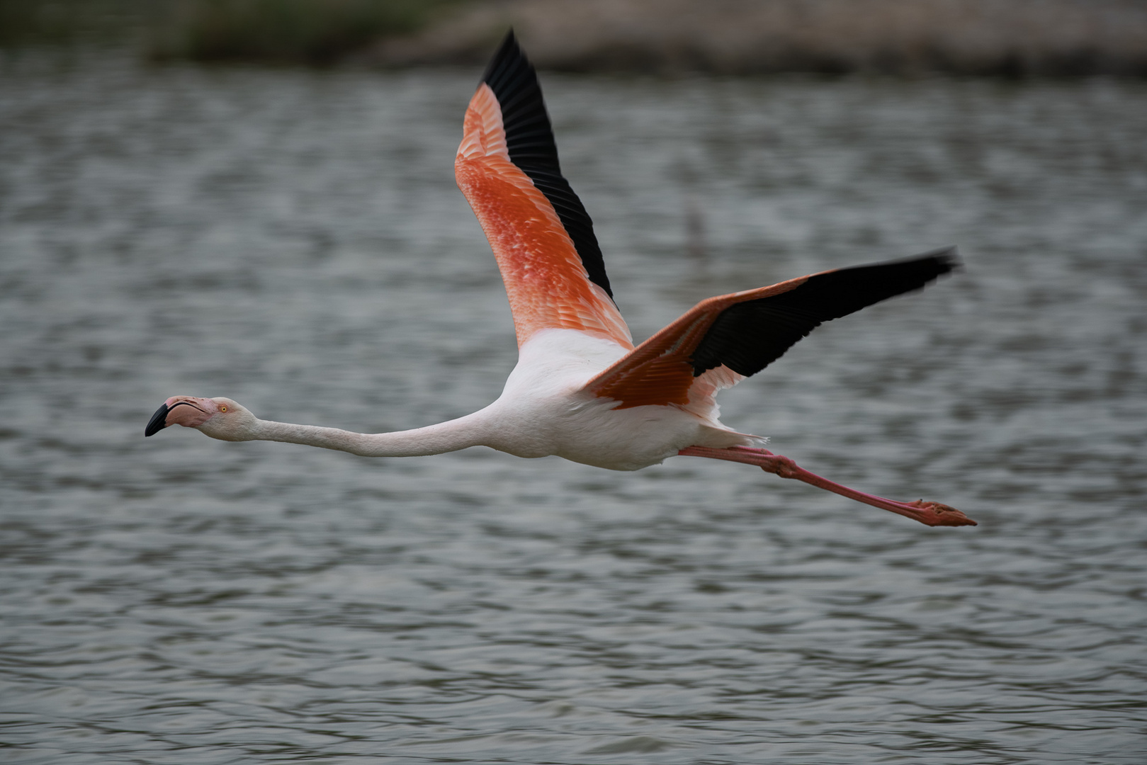 Flamant rose