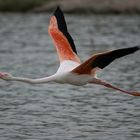 Flamant rose