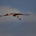 Flamant rose 4