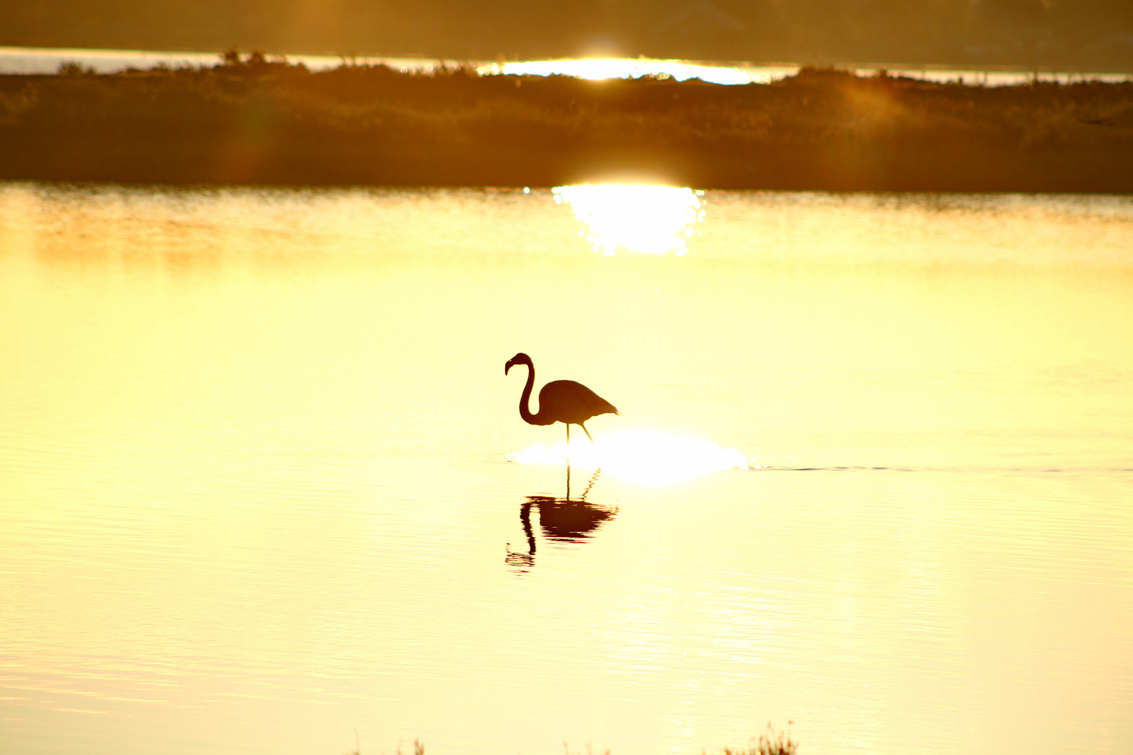 flamant rose