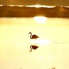 flamant rose