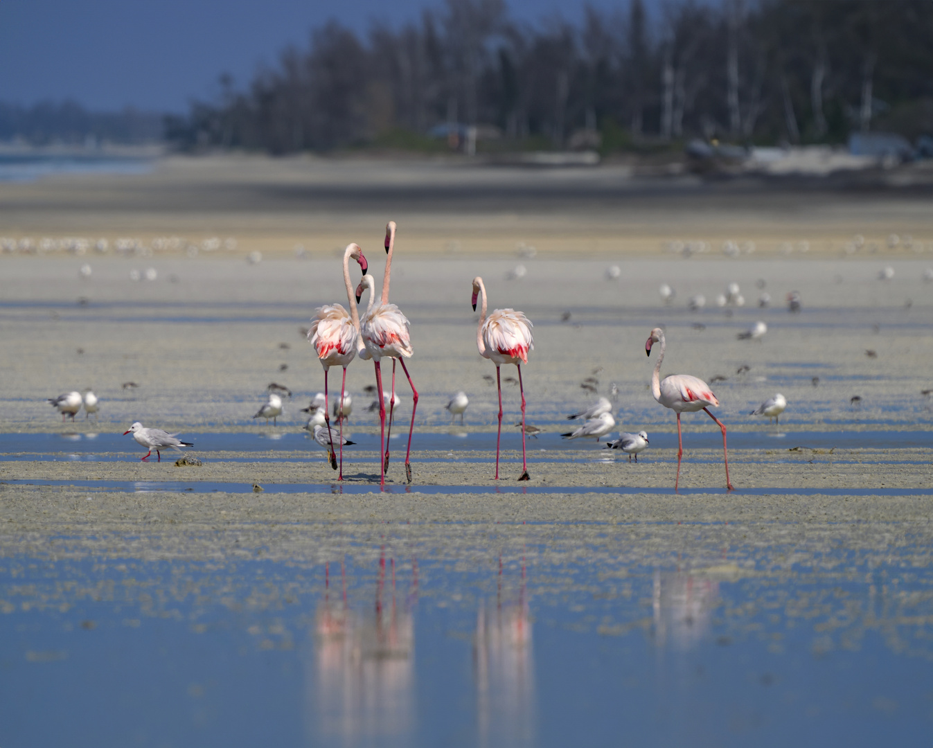 Flamant rose