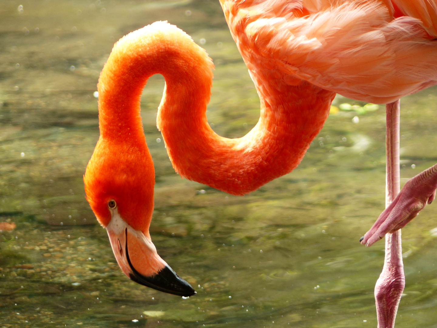 Flamant rose