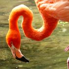 Flamant rose