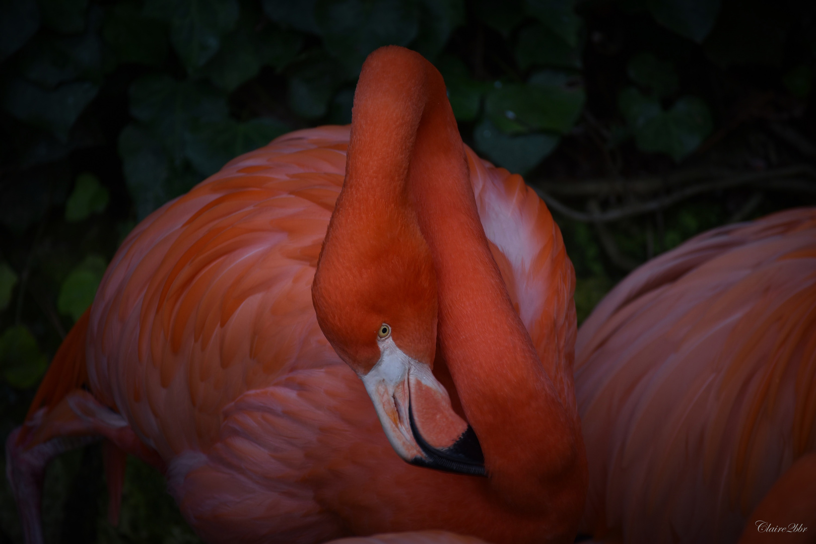 Flamant rose 