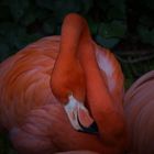 Flamant rose 