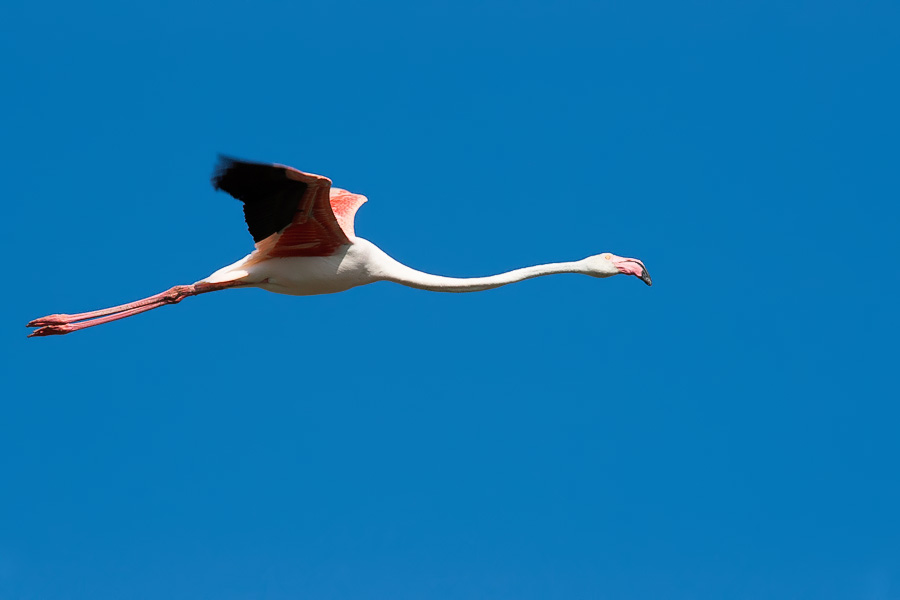 Flamant rose