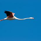 Flamant rose