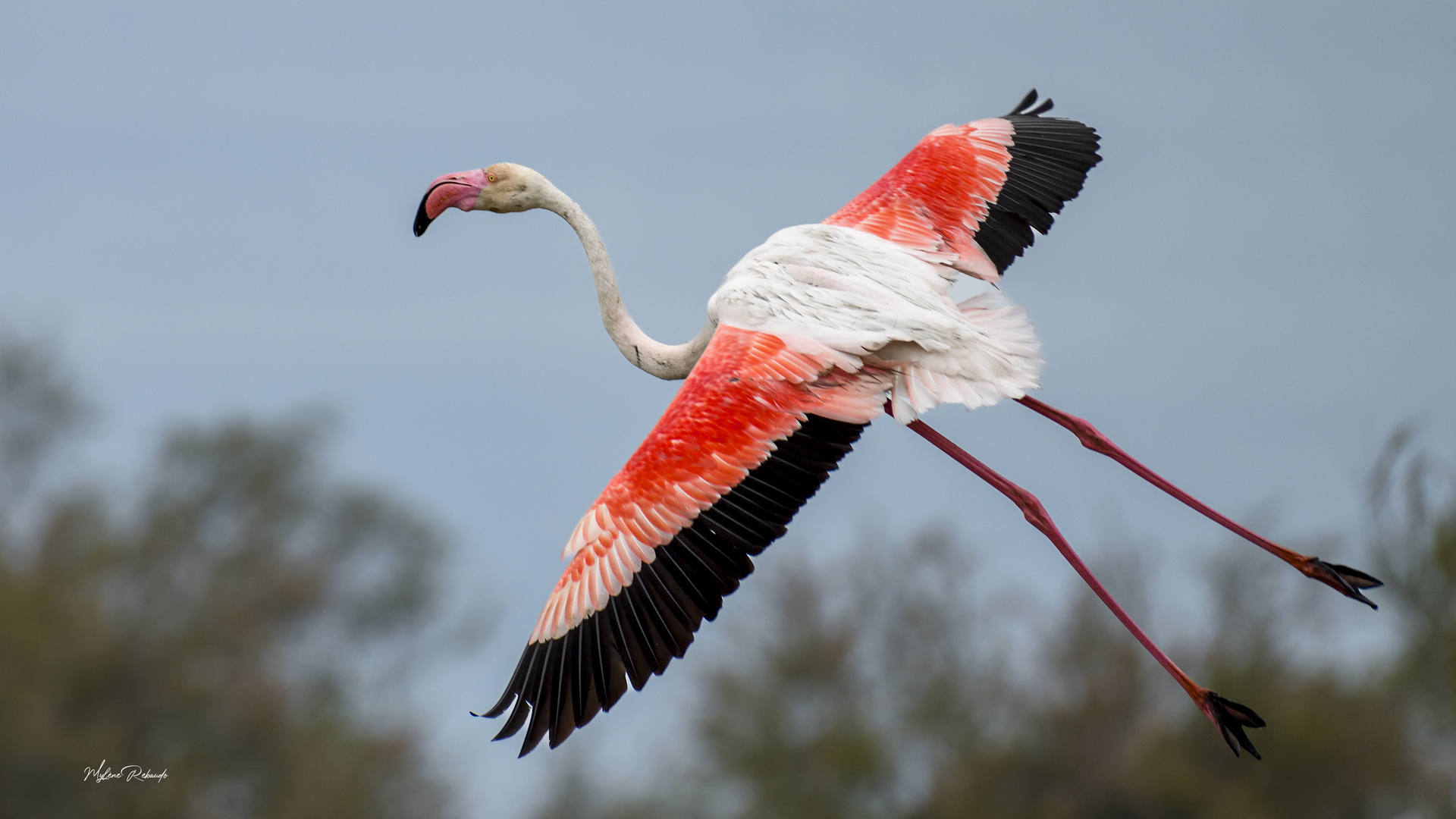 Flamant rose