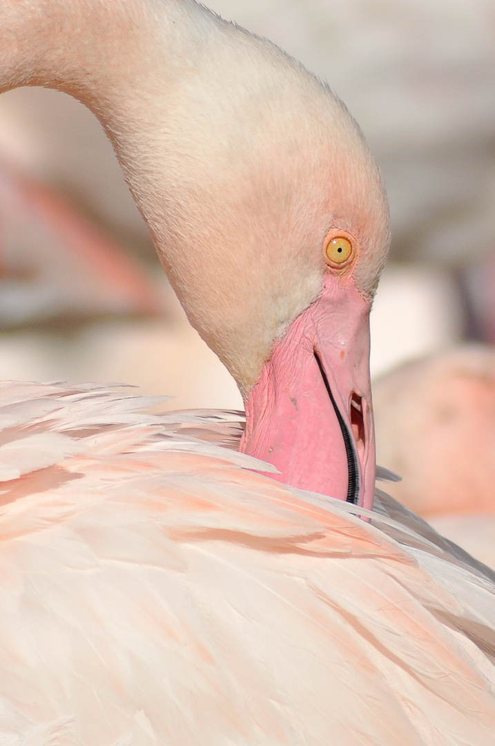 Flamant rose