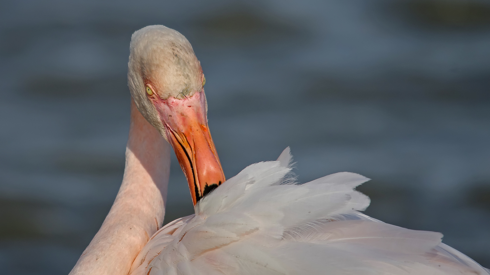 Flamant rose